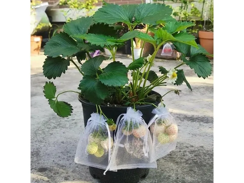 100Pcs Grape Fruit Protection Bags Garden Netting Bag With Drawstring